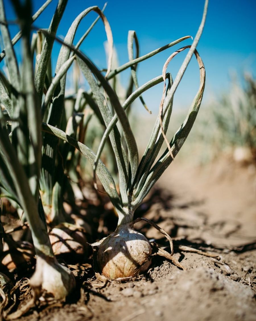 A sweet onion growing in a field under a blue sky